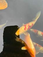 Sanke voor de liefhebber, Dieren en Toebehoren, Vissen | Vijvervissen, Karper of Koi