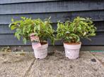 Hydrangea paniculata 'Groundbreaker' Blush, Bodembedekkers, Vaste plant, Ophalen of Verzenden, Halfschaduw
