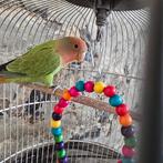 Agapornis, Dieren en Toebehoren, Vogels | Parkieten en Papegaaien, Geslacht onbekend, Dwergpapegaai of Agapornis