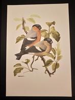 Goudvink, Verzenden, 1980 tot heden, Zo goed als nieuw, Dier