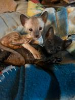 Raszuivere Cornish Rex kitten, Dieren en Toebehoren, Katten en Kittens | Raskatten | Korthaar, Meerdere dieren, Ontwormd, 0 tot 2 jaar
