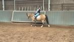 Leuke pony's te koop, Dieren en Toebehoren, Pony's, Niet van toepassing, Gechipt, B pony (1.17m tot 1.27m), Recreatiepony
