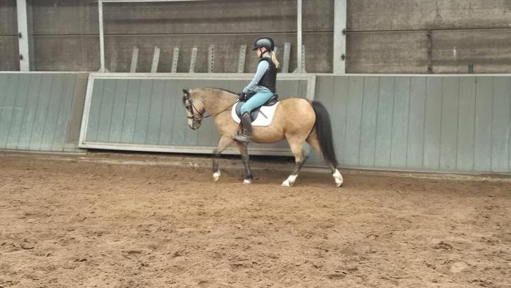 Leuke pony's te koop, Dieren en Toebehoren, Pony's, Meerdere dieren, Niet van toepassing, B pony (1.17m tot 1.27m), Recreatiepony