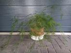 Grote Sierasperge plant, Ophalen, Overige soorten, Halfschaduw, Minder dan 100 cm