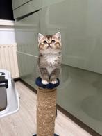 Britse Korthaar kitten, Dieren en Toebehoren, Katten en Kittens | Raskatten | Korthaar, Poes, Ontwormd