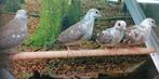Bonte diamantduiven. Diverse koppels., Meerdere dieren