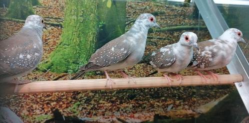 Bonte diamantduiven. Diverse koppels., Dieren en Toebehoren, Vogels | Duiven, Meerdere dieren