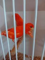 Vele soorten vogels vanavond geopend van half 7 tot 9 uur, Dieren en Toebehoren