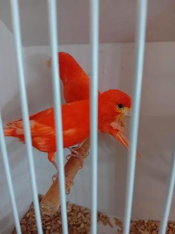 Vele soorten vogels vanavond geopend van half 7 tot 9 uur beschikbaar voor biedingen