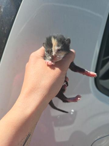 4 prachtige kittens  beschikbaar voor biedingen