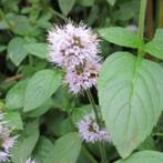 biologische plant watermunt of mentha aquatica, Tuin en Terras, Vijvers, Ophalen