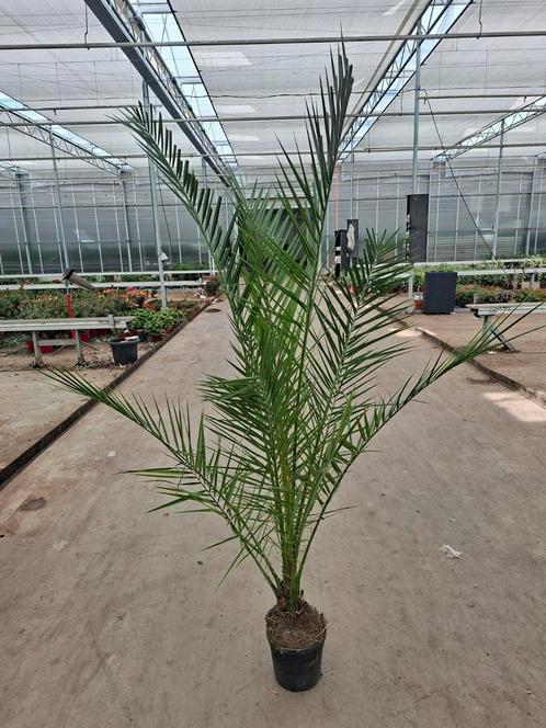 Phoenix Canariensis 1.70mtr, Tuin en Terras, Planten | Tuinplanten, Overige soorten, Volle zon, Zomer, Ophalen