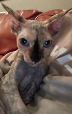Sphynx kittens Interesse peiling nederland, Dieren en Toebehoren, Katten en Kittens | Raskatten | Korthaar, Meerdere dieren
