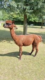 drachtige alpaca Beau zoekt een nieuw weiland, Dieren en Toebehoren, Overige Dieren, Mei, Vrouwelijk