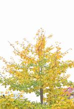 Ginkgo Biloba (Japanse Notenboom) te koop!, Tuin en Terras, Planten | Bomen, Bloeit niet, Overige soorten, 400 cm of meer, Ophalen