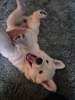 Zwitserse witte herder pup, slechts nog één teefje per 8 jul, Dieren en Toebehoren, Rabiës (hondsdolheid), 8 tot 15 weken, Teef