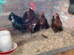 Kippen, Dieren en Toebehoren, Pluimvee, Meerdere dieren, Kip