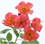GEZOCHT Morning mist / Ausfire roos stekken planten, Overige soorten, Volle zon, Vaste plant, Ophalen of Verzenden