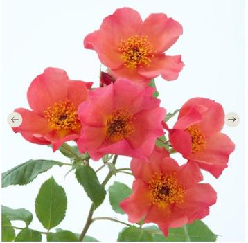 GEZOCHT Morning mist / Ausfire roos stekken planten beschikbaar voor biedingen