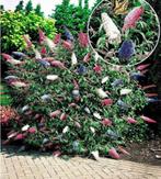 Vlinderstruik – buddleja  tricolor, Ophalen of Verzenden, Zomer, Overige soorten, Volle zon