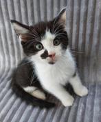 3 katertjes, kittens maine coon x, Dieren en Toebehoren, Katten en Kittens | Raskatten | Langhaar, Meerdere dieren, Ontwormd, 0 tot 2 jaar