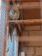 1-0 Kakariki, Dieren en Toebehoren, Vogels | Parkieten en Papegaaien, Mannelijk, Parkiet, Geringd