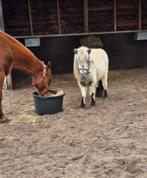 Goed tehuis gezocht, Dieren en Toebehoren, Pony's, Ruin, 0 tot 2 jaar, A pony (tot 1.17m), Gechipt