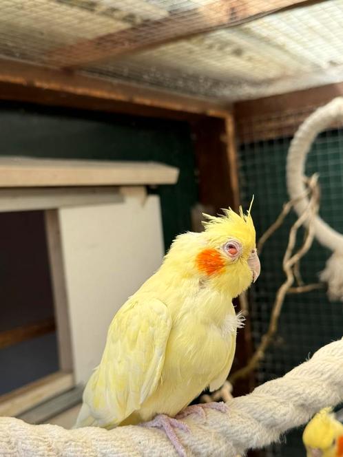 Forever home gezocht voor onze valkparkiet, Dieren en Toebehoren, Vogels | Parkieten en Papegaaien, Parkiet, Vrouwelijk