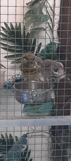 Koppel  kanarie, Dieren en Toebehoren, Vogels | Kanaries, Meerdere dieren, Kleurkanarie