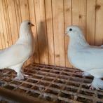 Takla duiven moii, Dieren en Toebehoren