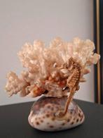 Zeekoraal met versteent zeepaardje, Verzamelen, Mineralen en Fossielen, Ophalen, Schelp(en)