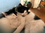 Deze 2 half Siberische katers zoeken samen een, Dieren en Toebehoren, Katten en Kittens | Overige Katten, Kater