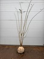 Albizia julibrissin | van 150 tot 250cm | Meerstammig, Tuin en Terras, Planten | Struiken en Hagen, Ophalen, Overige soorten, Struik