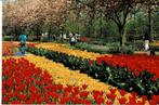 Lisse, Keukenhof, Ophalen of Verzenden, Ongelopen, Zuid-Holland