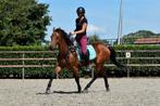 TOP braaf te rijden E pony ruin, E pony (1.48m - 1.57m), B, Ruin, 7 tot 10 jaar