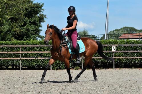 TOP braaf te rijden E pony ruin, Dieren en Toebehoren, Pony's, Ruin, B, E pony (1.48m - 1.57m), Recreatiepony, 7 tot 10 jaar, Met stamboom