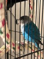 Blauwe dwerg papegaai, Papegaai, Vrouwelijk