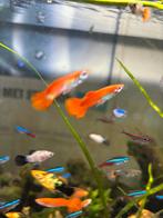 red neon guppen, Vis, Zoetwatervis, Schoolvis