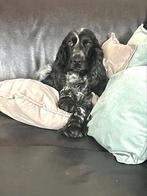 Daisy zoekt een gouden mand, Rabiës (hondsdolheid), Teef, Eén hond, Spaniël