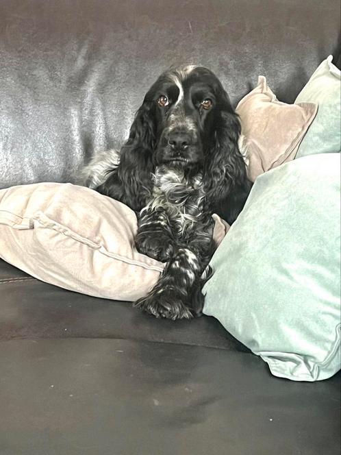 Daisy zoekt een gouden mand, Dieren en Toebehoren, Honden | Retrievers, Spaniëls en Waterhonden, Teef, Spaniël, Particulier, Eén hond