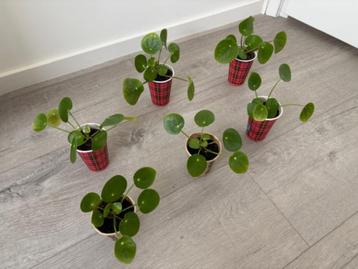 6 Pannenkoekplanten (Pilea Peperomioides)  beschikbaar voor biedingen