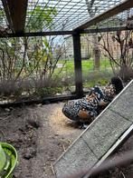 Sabelpoot krielkip 2x, Dieren en Toebehoren, Pluimvee, Vrouwelijk, Kip