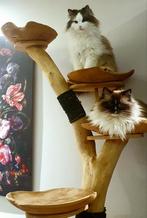 Herplaatsing voor 2 lieve Ragdolls moeder en docher, Poes, Gechipt, 6 jaar of ouder