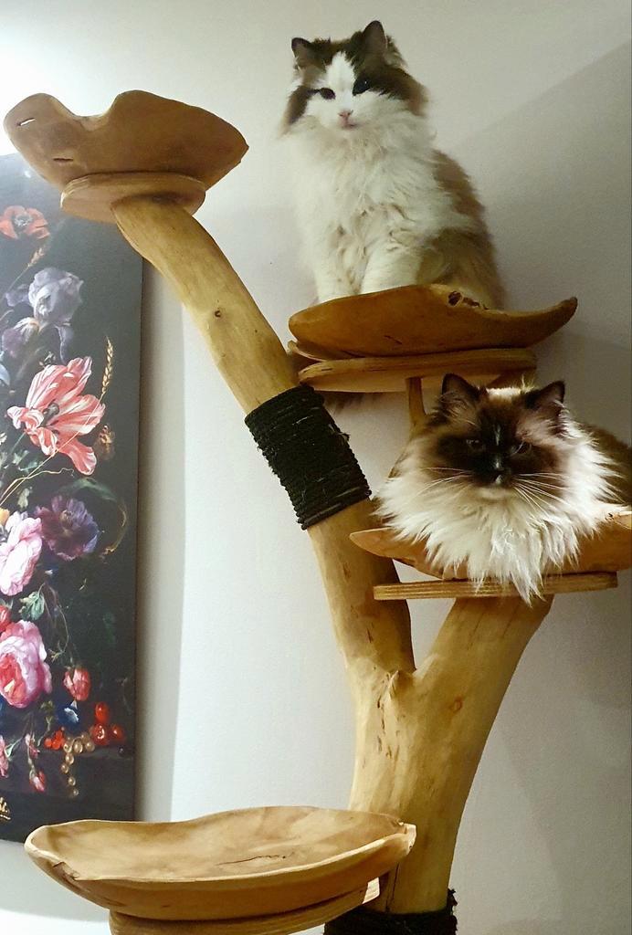 2 lieve Ragdolls moeder en docher zie omschrijving, Dieren en Toebehoren, Katten en Kittens | Raskatten | Langhaar, Poes, 6 jaar of ouder