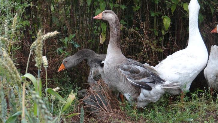 Boeren Bonte Gans | Passend advies, Dieren en Toebehoren, Pluimvee, Gans of Zwaan, Meerdere dieren