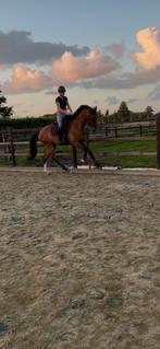 Leuke 3 jarig dressuurpaard, Dieren en Toebehoren, Paarden, Ruin, Dressuurpaard, Gechipt, 3 tot 6 jaar