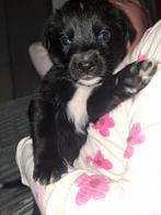 Boulab pups aangeboden - kruizing labrador en Berner Sennen, Dieren en Toebehoren, Honden | Retrievers, Spaniëls en Waterhonden