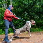 American bully  dekreu   xl bully, Nederland, Rabiës (hondsdolheid), 1 tot 2 jaar, Eén hond