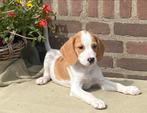 Prachtige BEAGLE x KOOIKER pups, Dieren en Toebehoren, Nederland, CDV (hondenziekte), 8 tot 15 weken, Meerdere