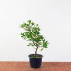 Bonsai azalea 'kaminoyamakirin', Tuin en Terras, Halfschaduw, Lente, Minder dan 100 cm, Overige soorten